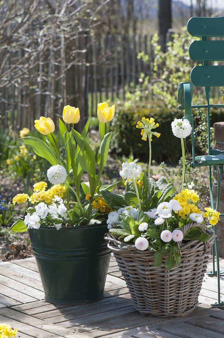 Bucket and basket with Tulipa 'Yellow Flight', Primula elatior