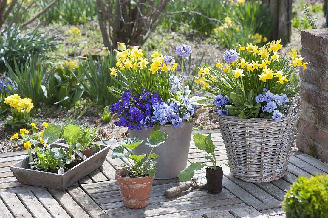 Spring terrace with Narcissus 'Tete A Tete', Viola cornuta