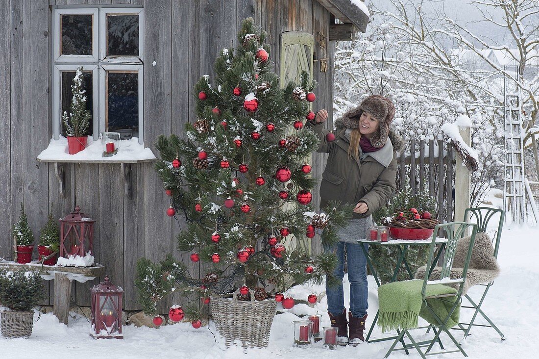 Pinus (pine) as a living Christmas tree with cones