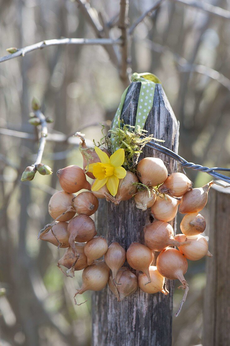 Onion (Allium cepa) wreath with Narcissus flower