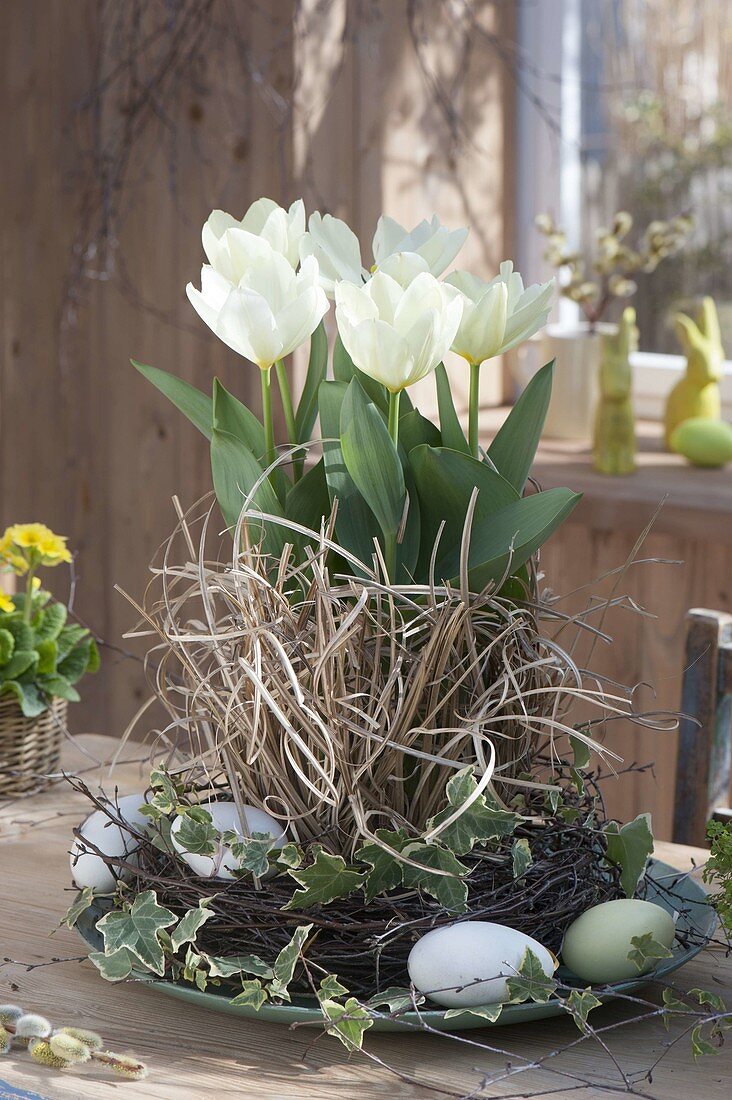 Tulipa 'Purissima' (Tulpen) in Kranz aus Zweigen von Betula (Birke)