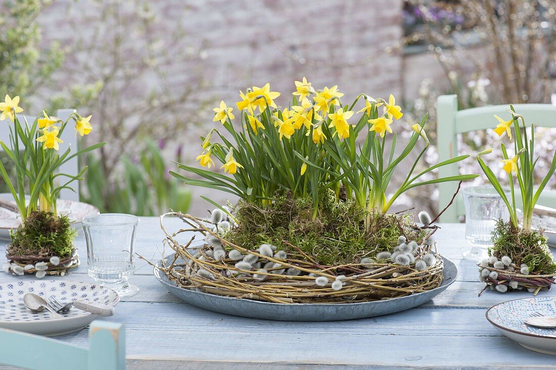 Table Decoration with Narcissus 'Tete A Tete' (Daffodil)