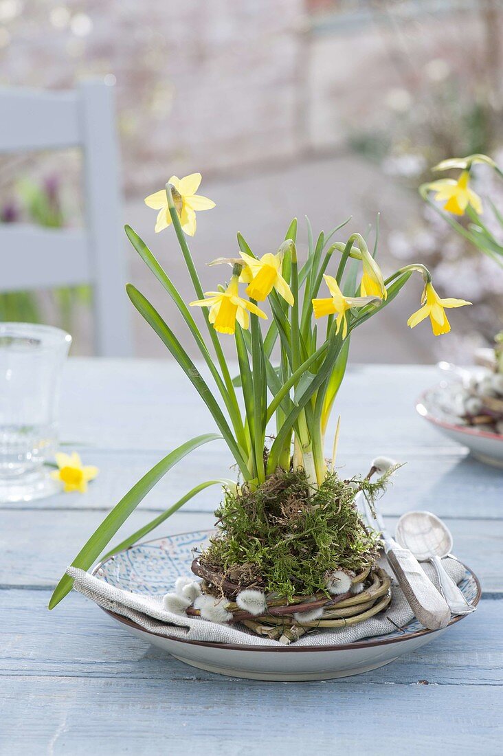 Tischdeko mit Narcissus 'Tete a Tete' (Narzissen)