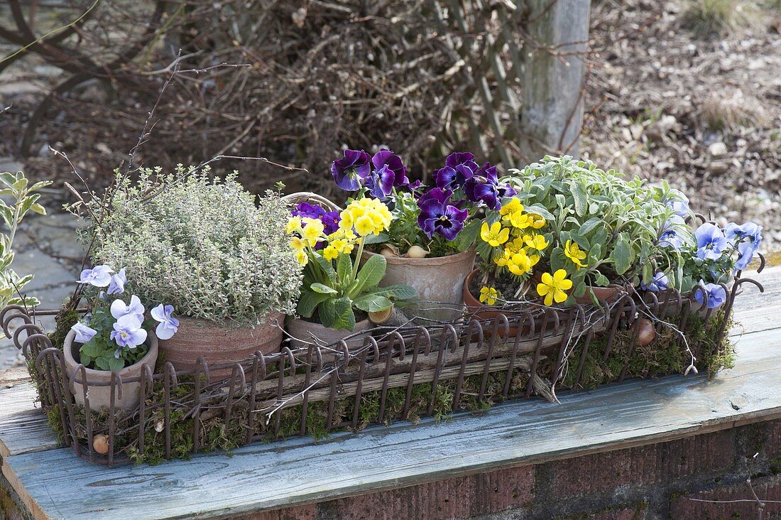 Töpfe in Korbkasten auf Moos : Viola cornuta (Hornveilchen)