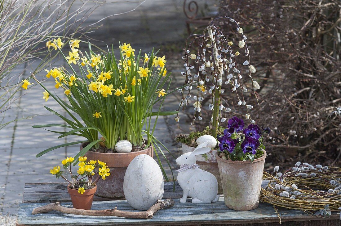 Narcissus 'Tete a Tete' (Narzissen), Salix 'Kilmarnock'