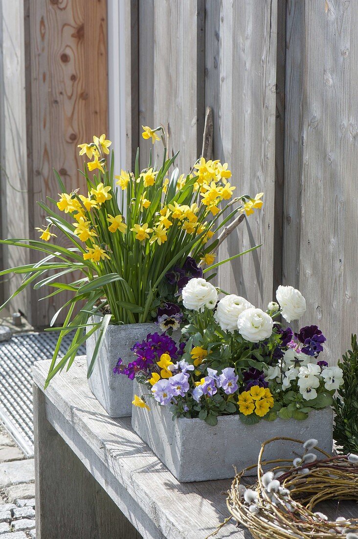 Zement-Kästen mit Ranunculus (Ranunkeln), Primula x Juliae - Hybriden