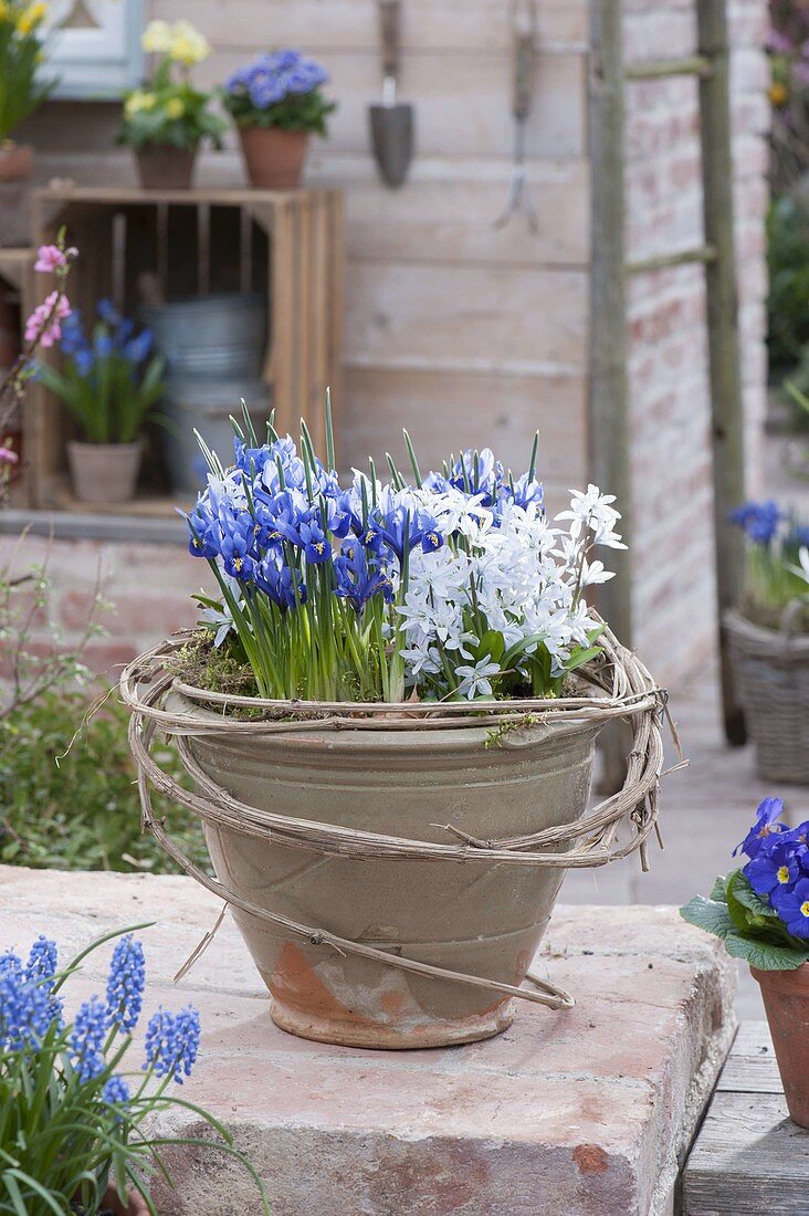 Iris reticulata (Netziris) and Scilla (blue oysters)