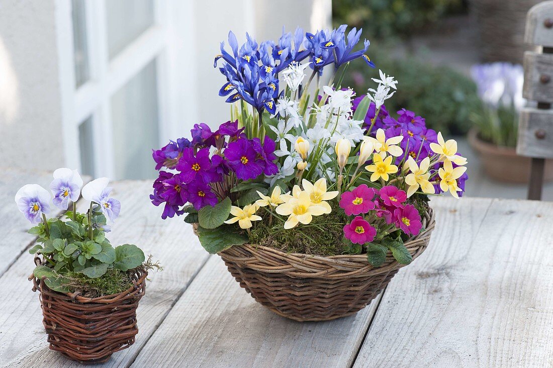 Primula x Juliae hybrids, Crocus chrysanthus 'Romance'