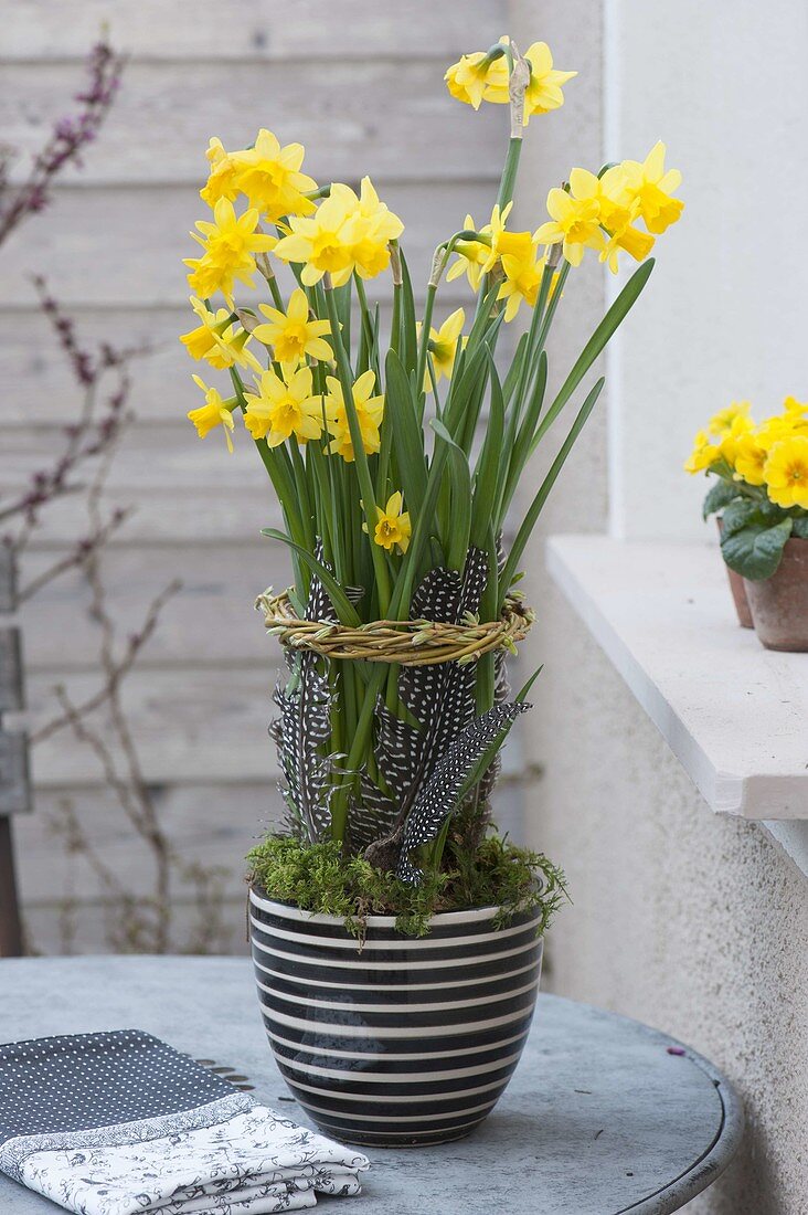 Narcissus 'Tete A Tete' with willow tassels and feathers