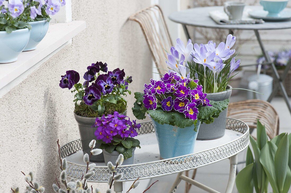 Pots with Primula acaulis (primrose), Viola wittrockiana