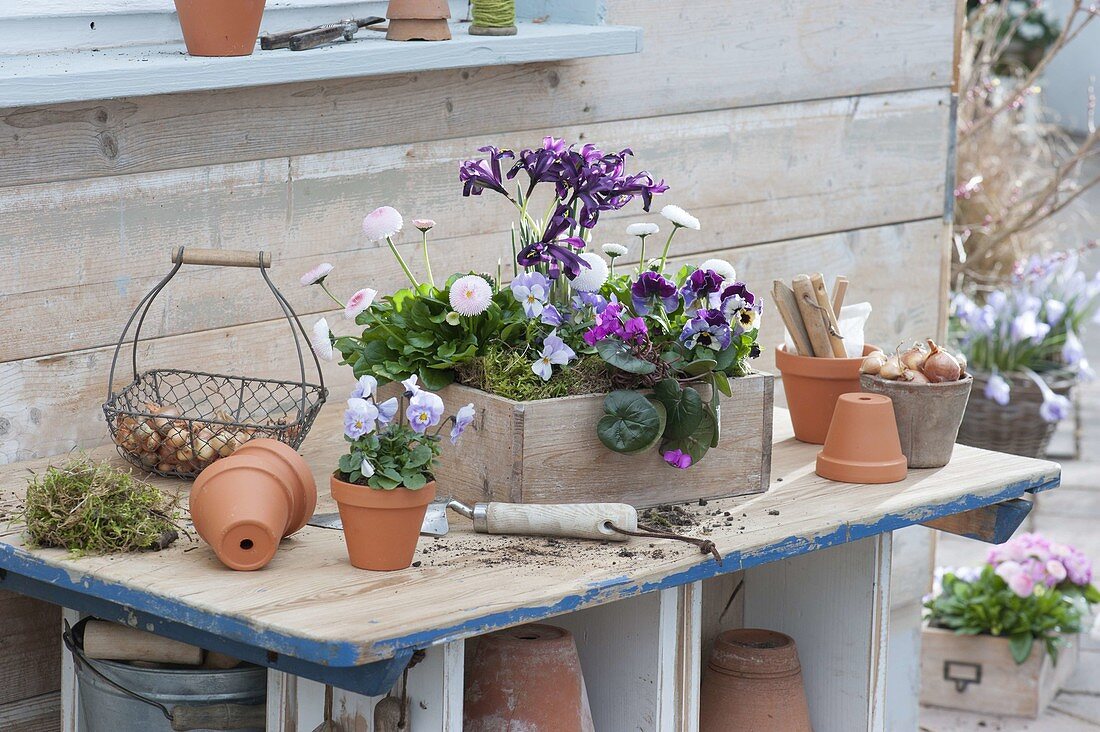 Wooden box with Bellis (daisy), Viola cornuta