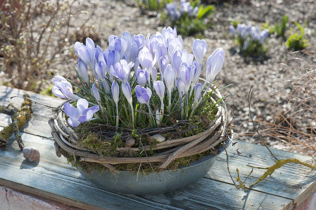 Crocus chrysanthus 'Blue Pearl'