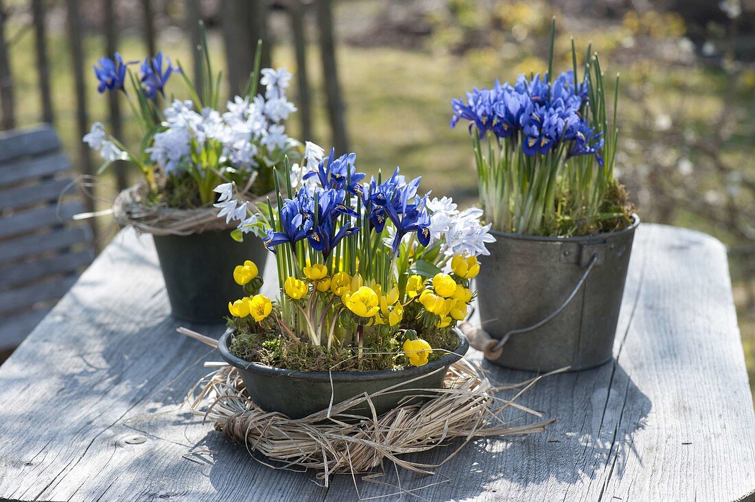 Spring in blue-yellow on the patio table