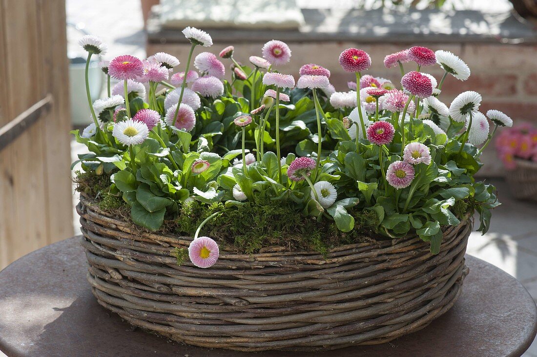 Bellis perennis 'Tasso Strawberries & Cream' (Daisy)