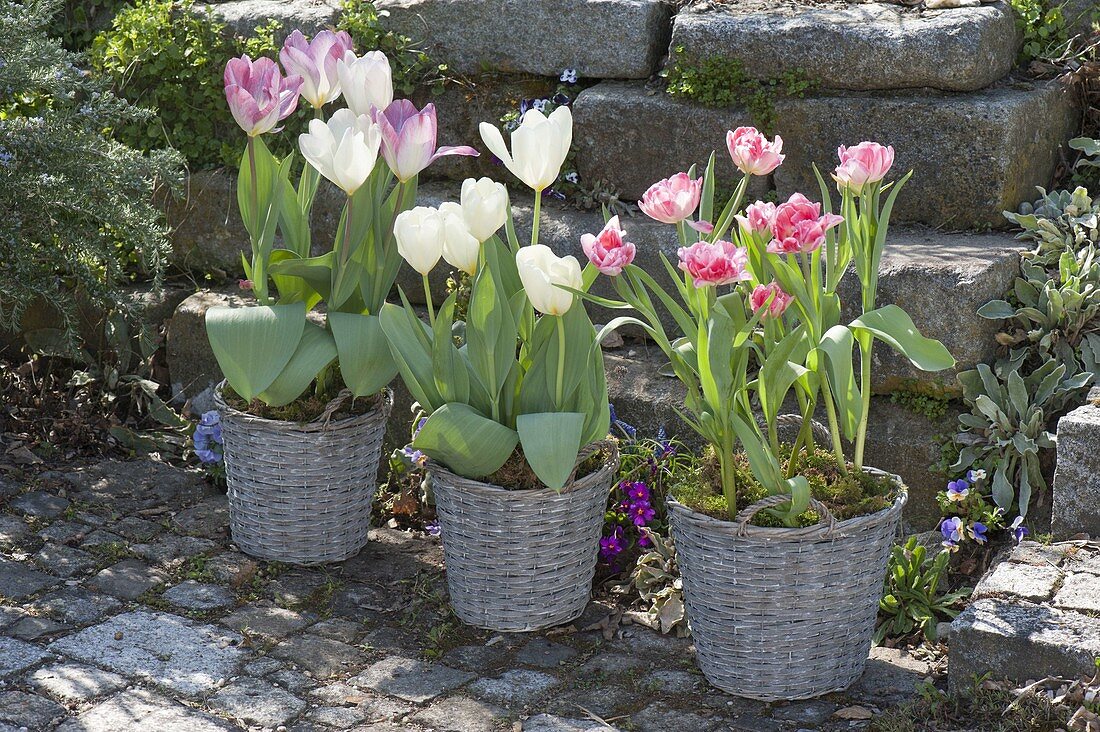 Blooming pink Tulipa 'Foxtrot', 'Holland Beauty' rose, 'Calgary' white