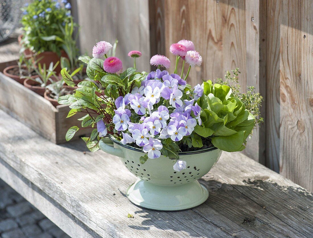 Viola cornuta 'Floral Power Rose' (Horned violet), lettuce (Lactuca)