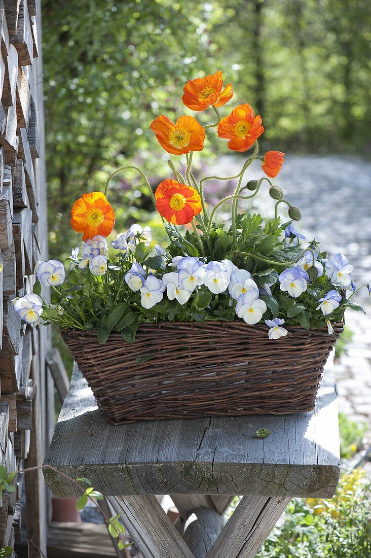 Basket with Papaver nudicaule (Iceland poppy) and Viola cornuta