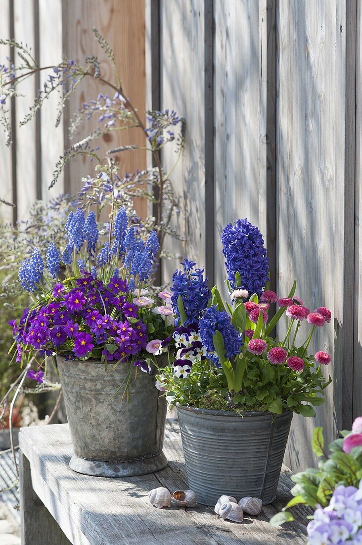 Zinc bucket with Primula X pruhoniciana 'Wanda' (carpet primrose),