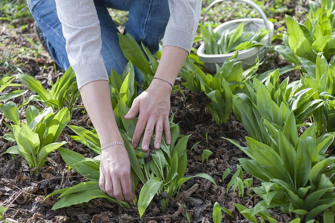 Woman harvests wild garlic (buckrams)