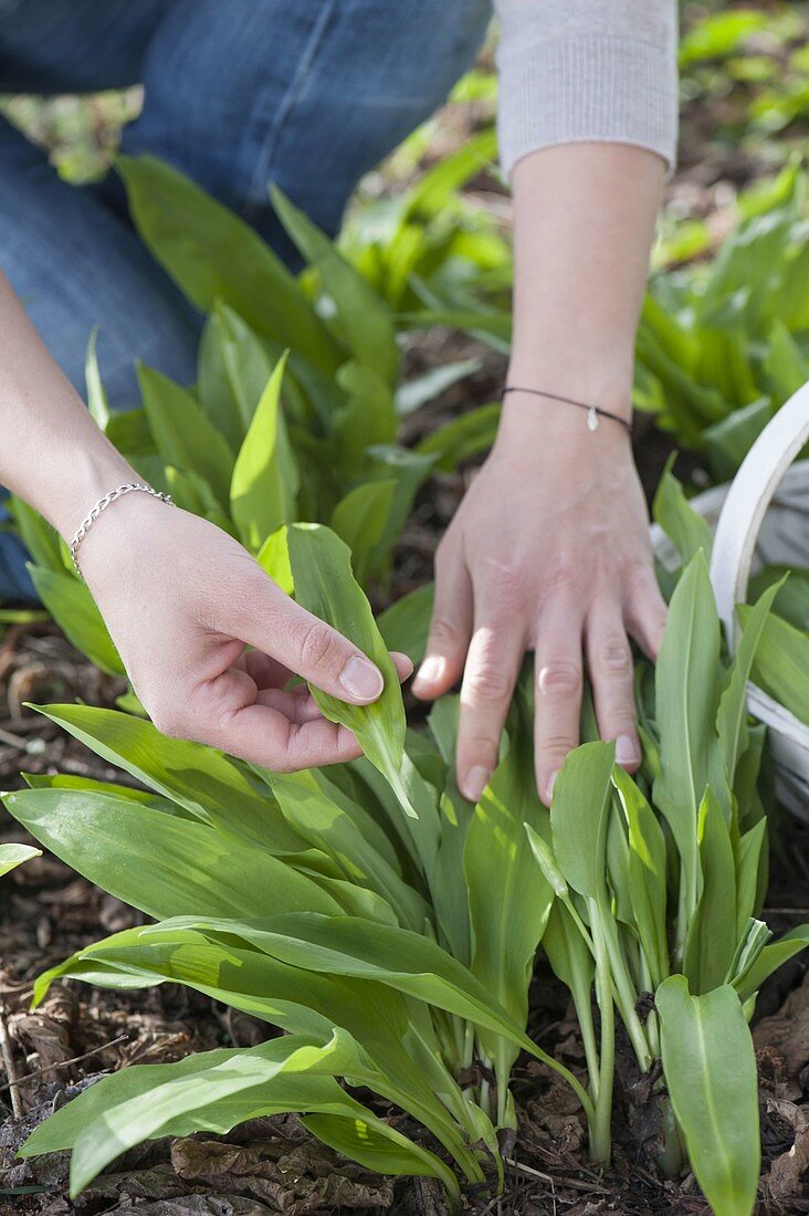 Woman harvests wild garlic (buckrams)