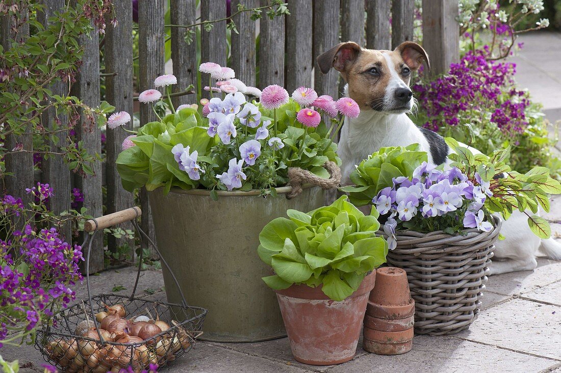 Arrangement with Bellis, Viola cornuta