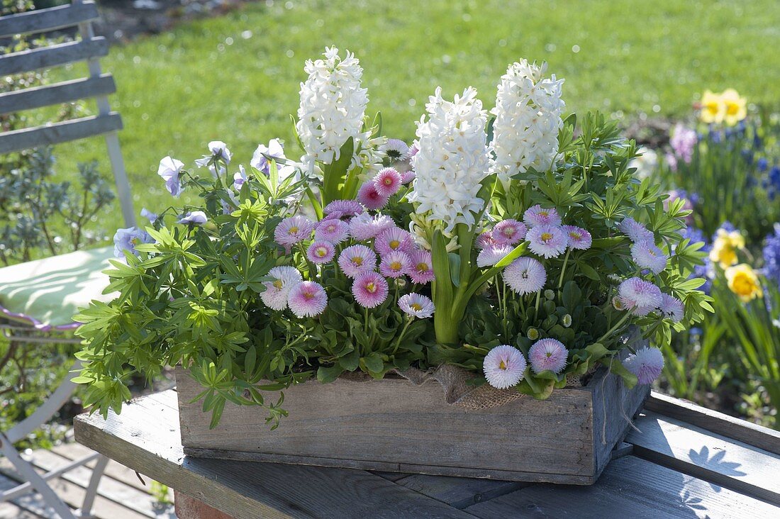 Hyacinthus 'White Pearl' (Hyacinthen), Bellis Tasso 'Strawberry & Cream'