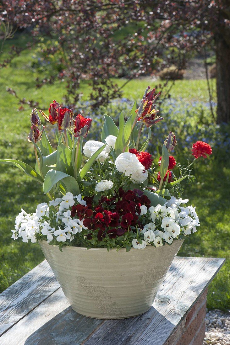 Conical bowl with Viola cornuta, Tulipa 'Rococo'