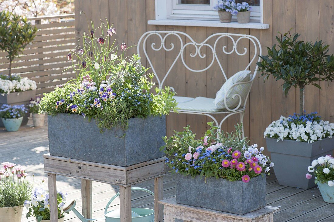 Spring terrace with gray boxes and tubs