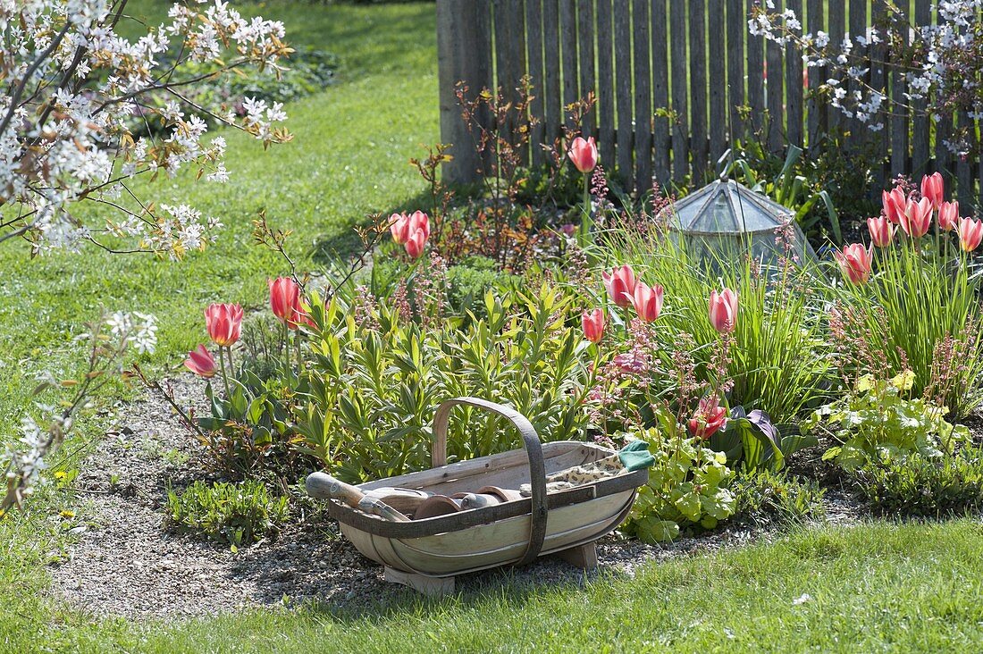 Spring flower bed with tulips
