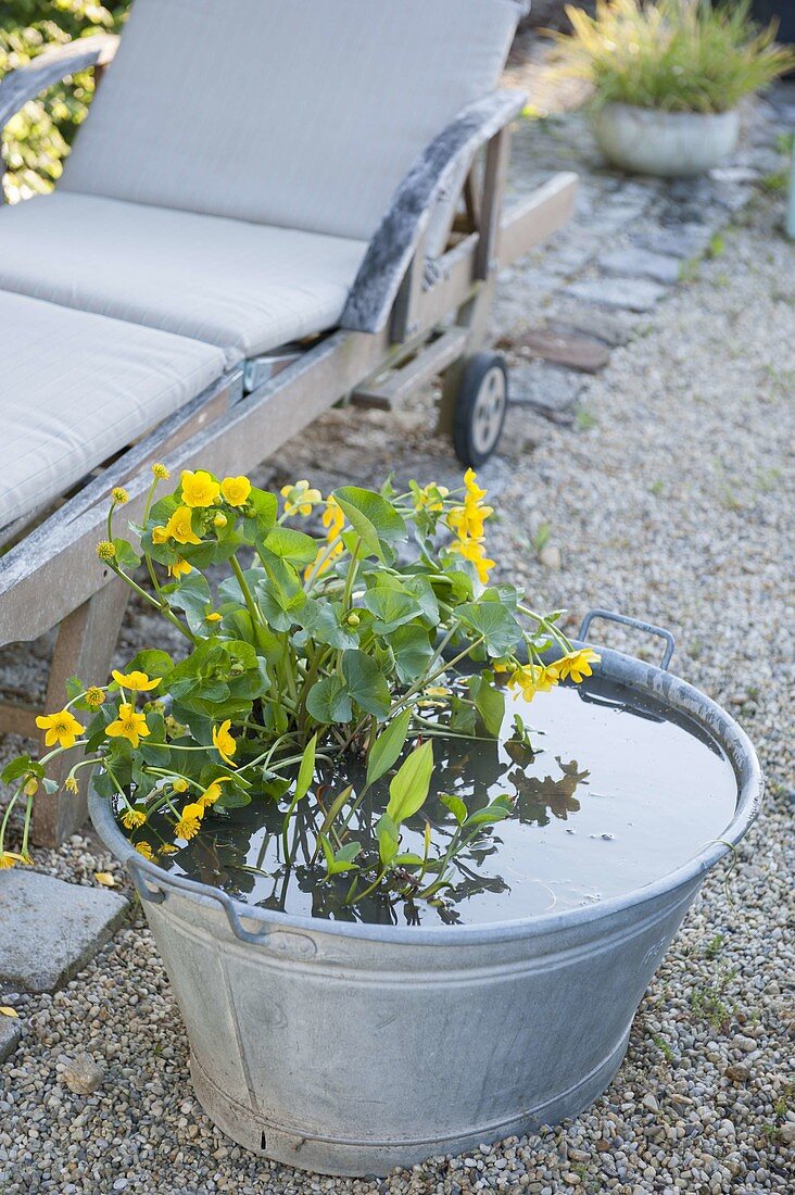 Caltha palustris (marsh marigold) in zinc tub