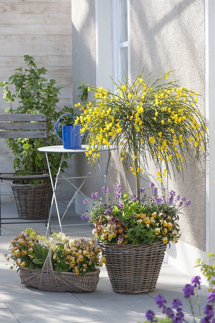 Cytisus scoparius 'Golden Tears' (broom) perennial