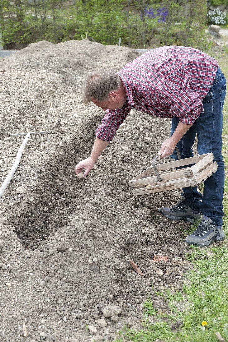 Growing potatoes in the hillside