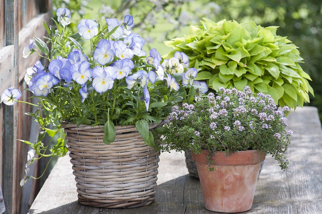 Viola cornuta 'Blue Moon' (Hornveilchen), Thymian (Thymus vulgare)