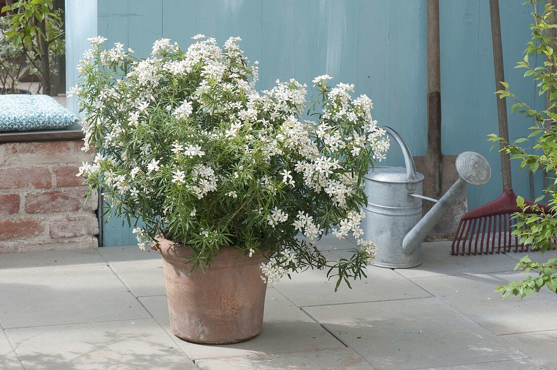 Choisya ternata 'White Dazzler' (Orange flower)