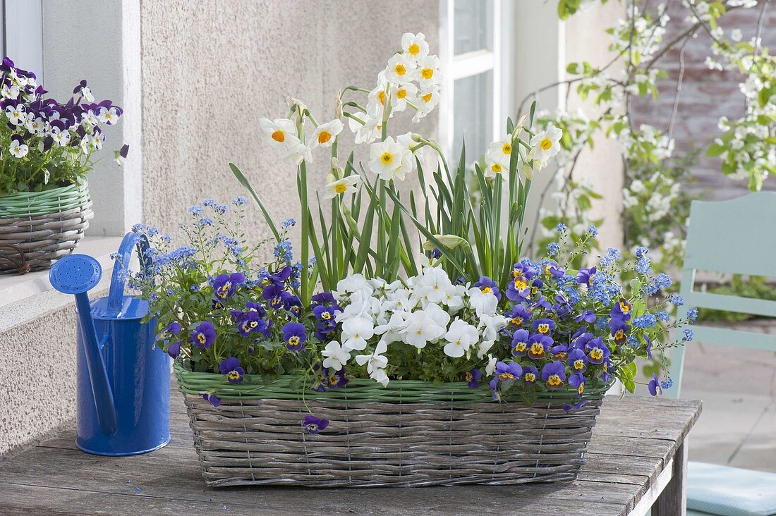 Narcissus 'avalanche', 'geranium', viola cornuta