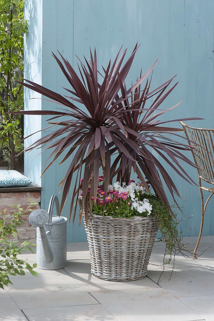 Cordyline australis 'Red Star' (Keulenlilie) in Korb mit Bellis