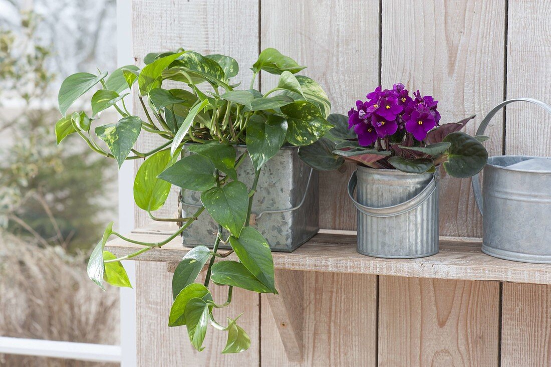 Epipremnum aureum (Efeutute) und Saintpaulia ionantha