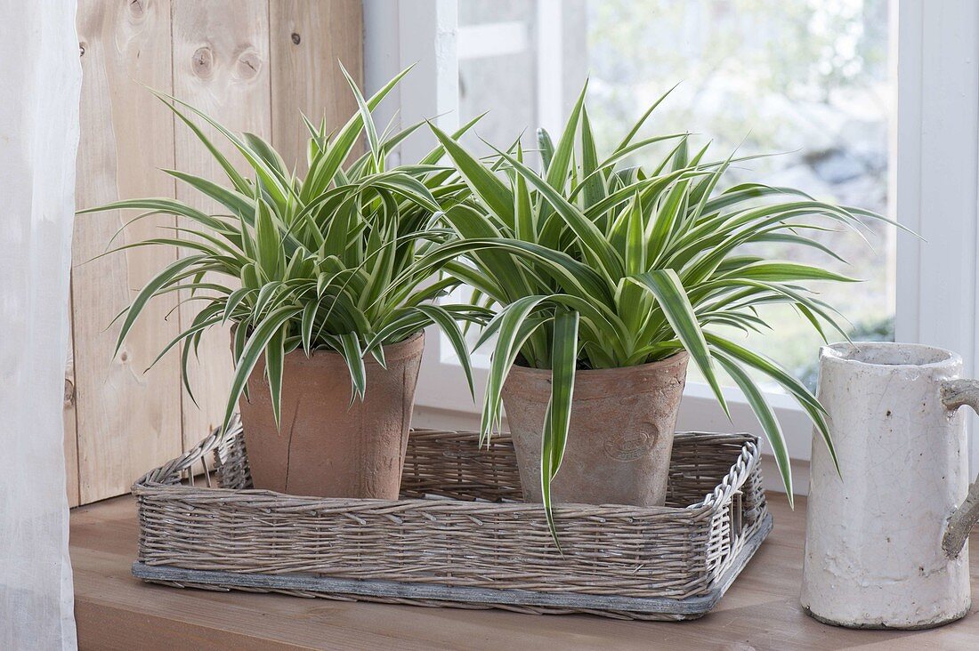 Chlorophytum comosum 'Ocean' (green lily, zebra grass)