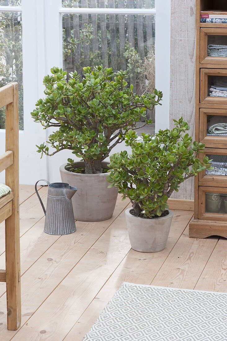 Crassula arborescens in gray pots by the window