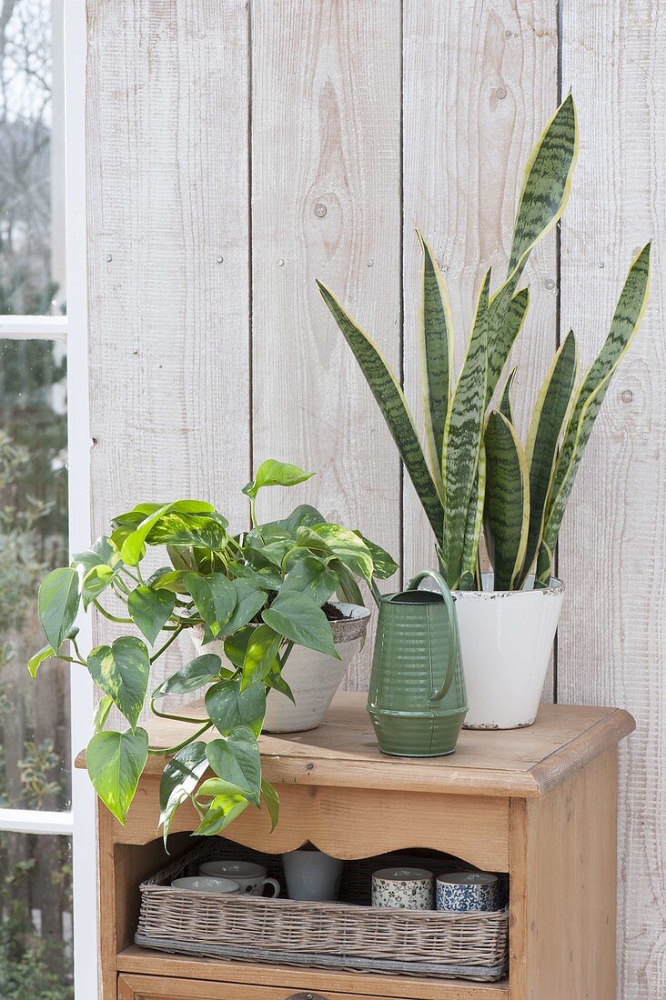 Epipremnum aureum and Sansevieria trifasciata