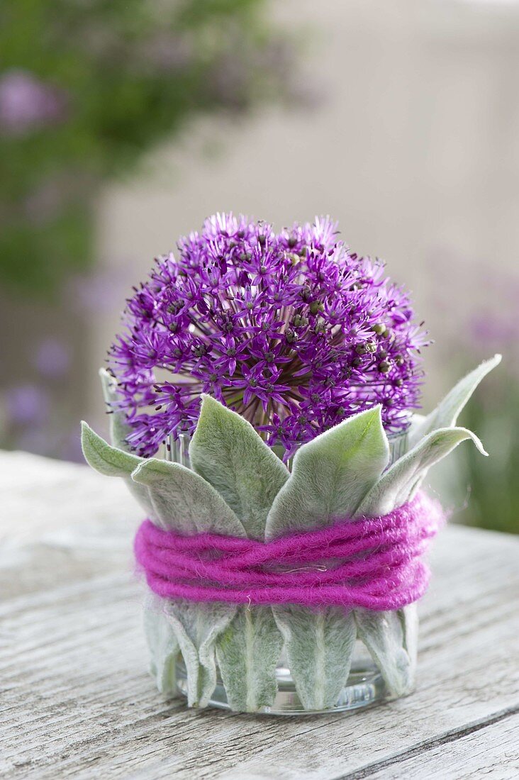 Single flower of Allium 'Purple Sensation'