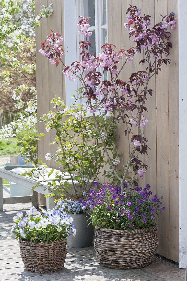 Prunus 'Royal Burgundy' (Red-leaved Cherry) planted under