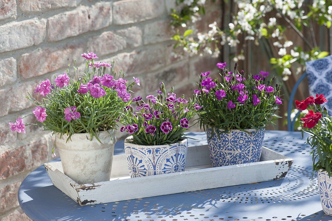 Dianthus caryophyllus' Violet Wonder '' Pink Kisses' 'Waikiki' Pink'