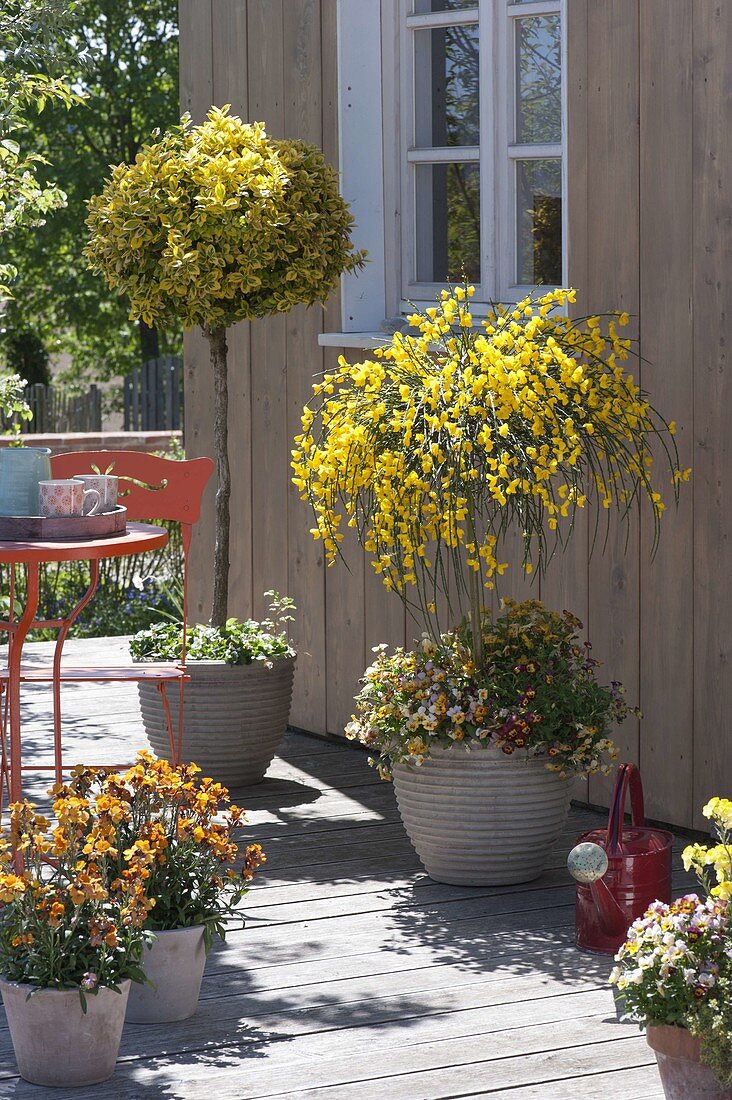 Cytisus scoparius 'Golden Tears' (Edelginster), Euonymus fortunei 'Emerald'