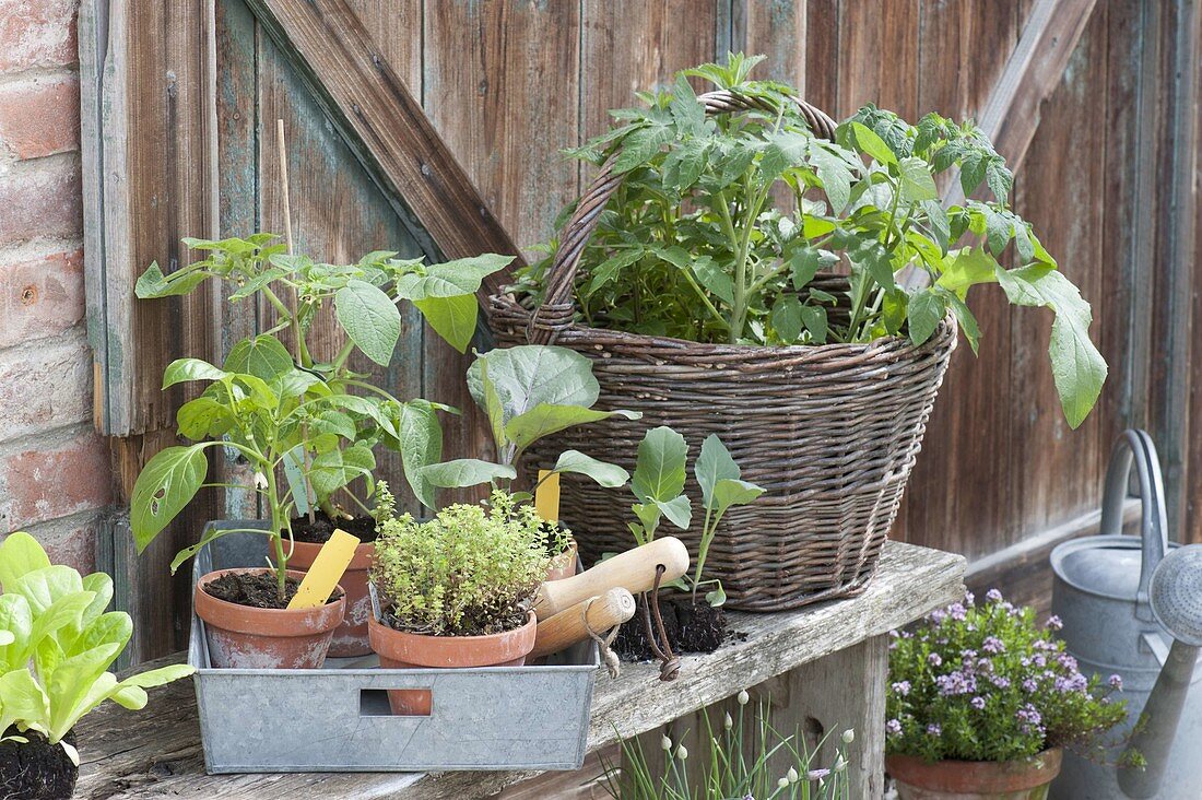 Vegetable young plants for planting