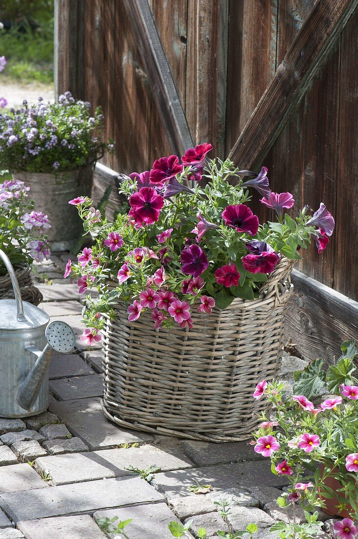 Petunia Sweetunia 'Suzie Storm' (Petunia) and Calibrachoa Aloha