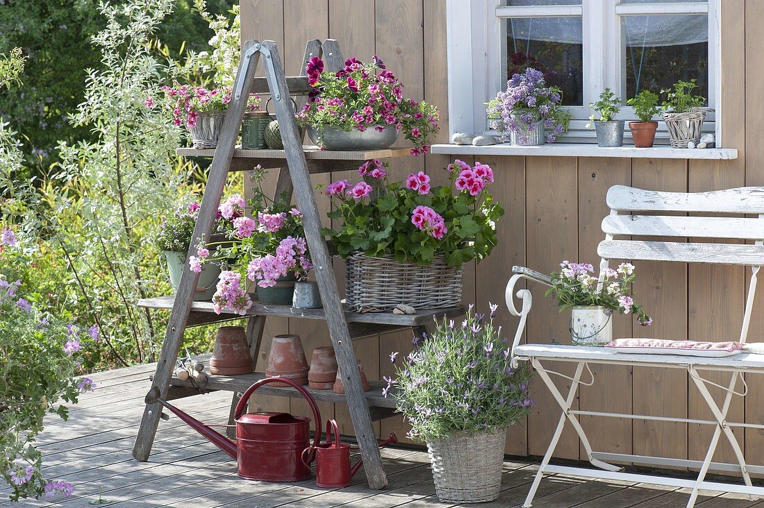 Balcony flowers on shelf of old wooden ladder