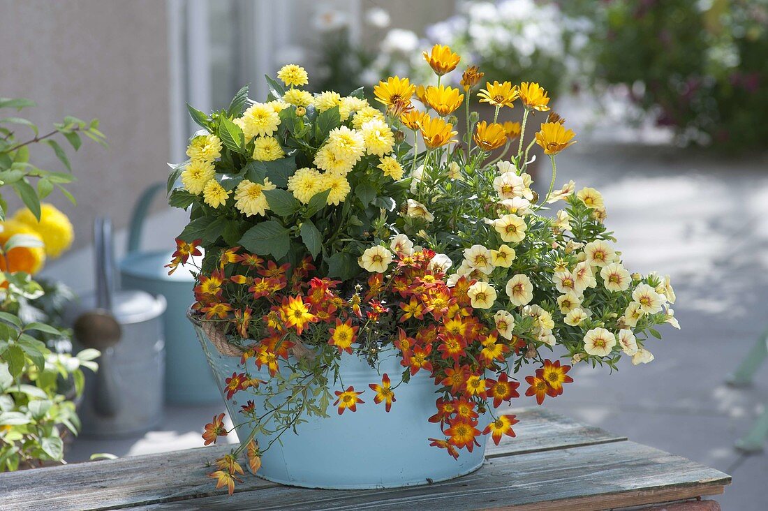 Dahlia Labella Medio 'Yellow', Calibrachoa Aloha Kona 'Pineapple'