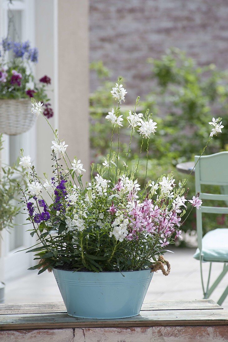 Hellblaue Wanne mit Gaura lindheimeri 'Snowbird' 'Pink Lady'