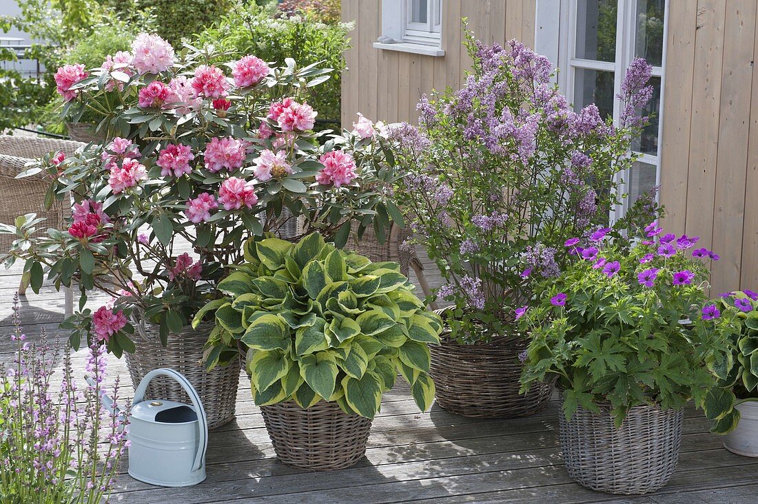 Rhododendron 'Tina Heinje' (alpine rose), Hosta sieboldiana